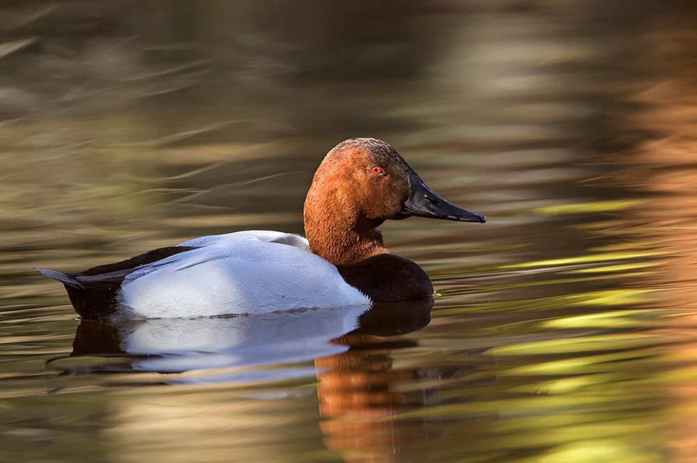 Canvasback duck art print by Adam Jones for $57.95 CAD