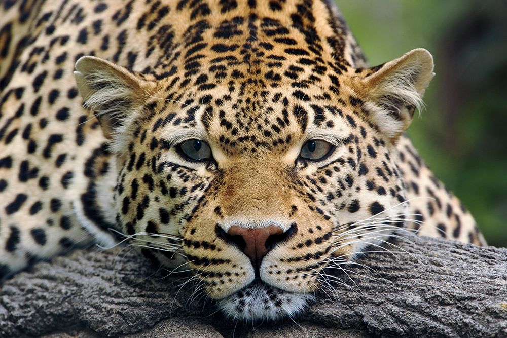 Leopard resting facing forward-captive animal art print by Adam Jones for $57.95 CAD