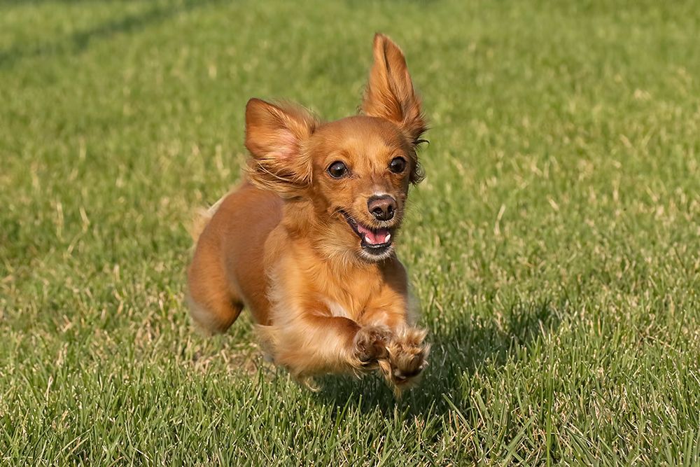 Miniature Dachshund running toward camera art print by Adam Jones for $57.95 CAD