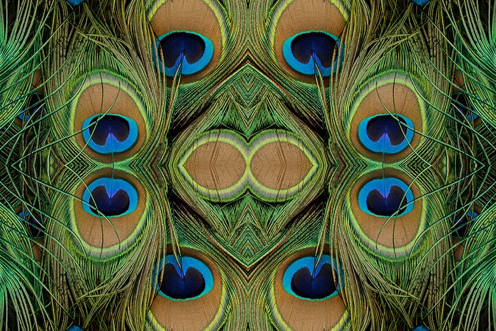 Peacock feathers art print by Adam Jones for $57.95 CAD