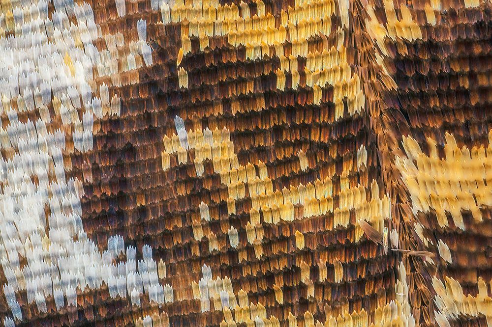 Close-up of butterfly wing scales art print by Adam Jones for $57.95 CAD