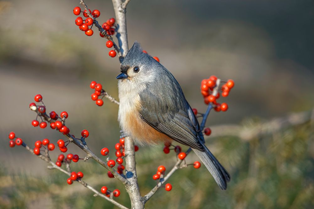 Tufted titmouse among red berries in winter art print by Adam Jones for $57.95 CAD