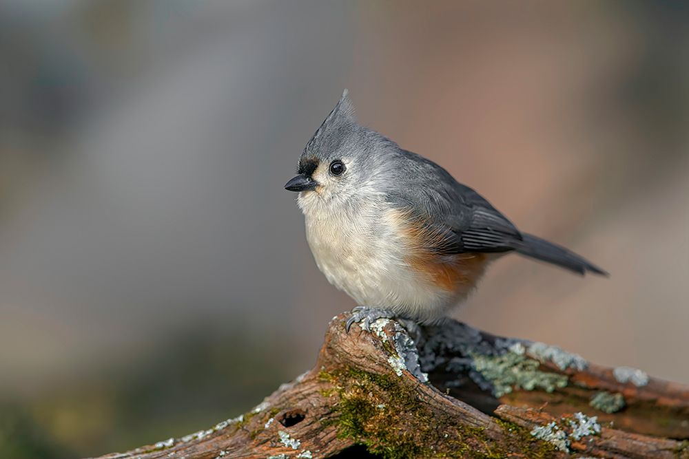 Tufted titmouse in winter art print by Adam Jones for $57.95 CAD