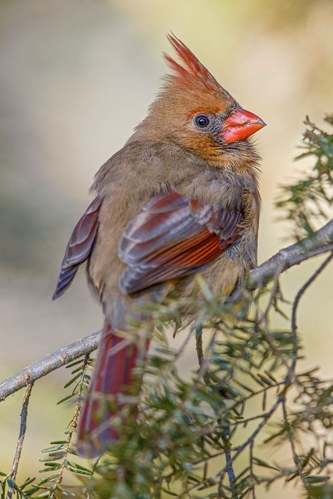 Female northern cardinal in winter art print by Adam Jones for $57.95 CAD