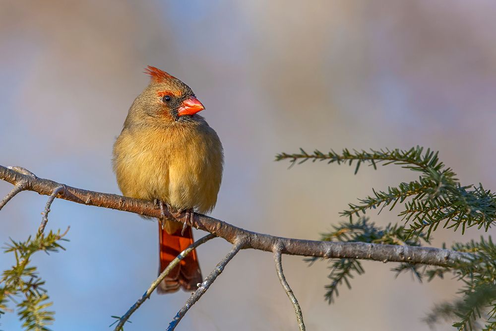 Female northern cardinal in winter art print by Adam Jones for $57.95 CAD