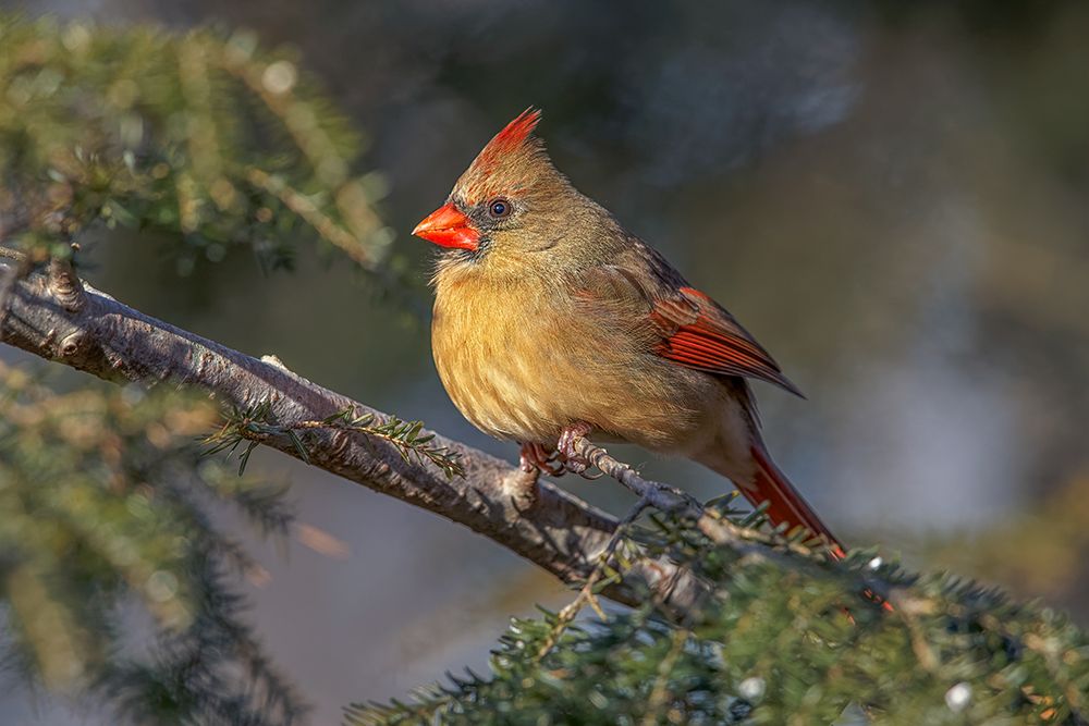 Female northern cardinal in winter art print by Adam Jones for $57.95 CAD