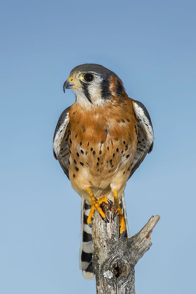 Male American Kestrel art print by Adam Jones for $57.95 CAD