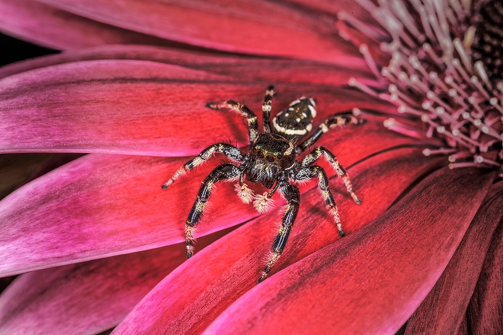 Bold Jumping spider art print by Adam Jones for $57.95 CAD