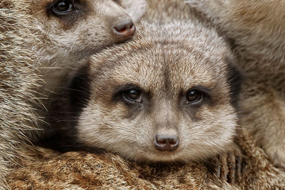 Meerkat family sleeping together art print by Adam Jones for $57.95 CAD