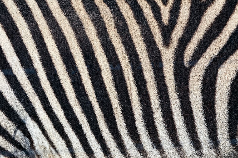 Burchells zebra pattern of black and white stripes art print by Adam Jones for $57.95 CAD