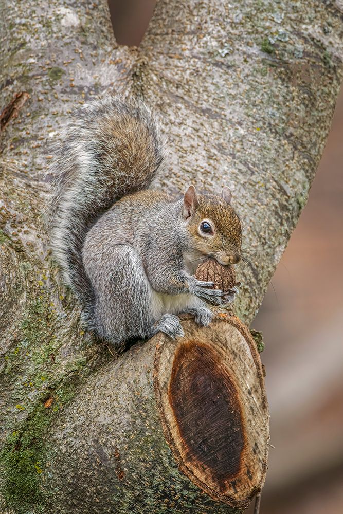 Gray Squirrel eating a walnut from favorite perch art print by Adam Jones for $57.95 CAD