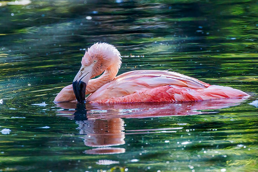 Chilean flamingo swimming art print by Adam Jones for $57.95 CAD