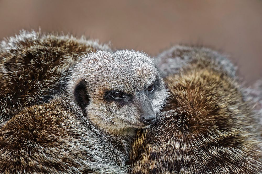 Meerkat family sleeping together art print by Adam Jones for $57.95 CAD