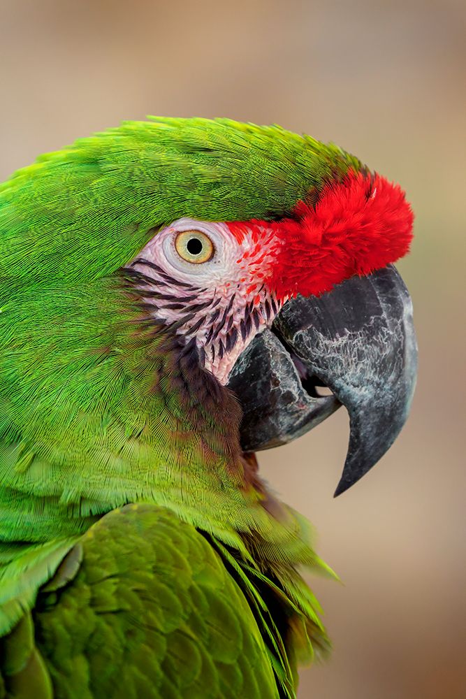 Great green macaw-native to South America art print by Adam Jones for $57.95 CAD