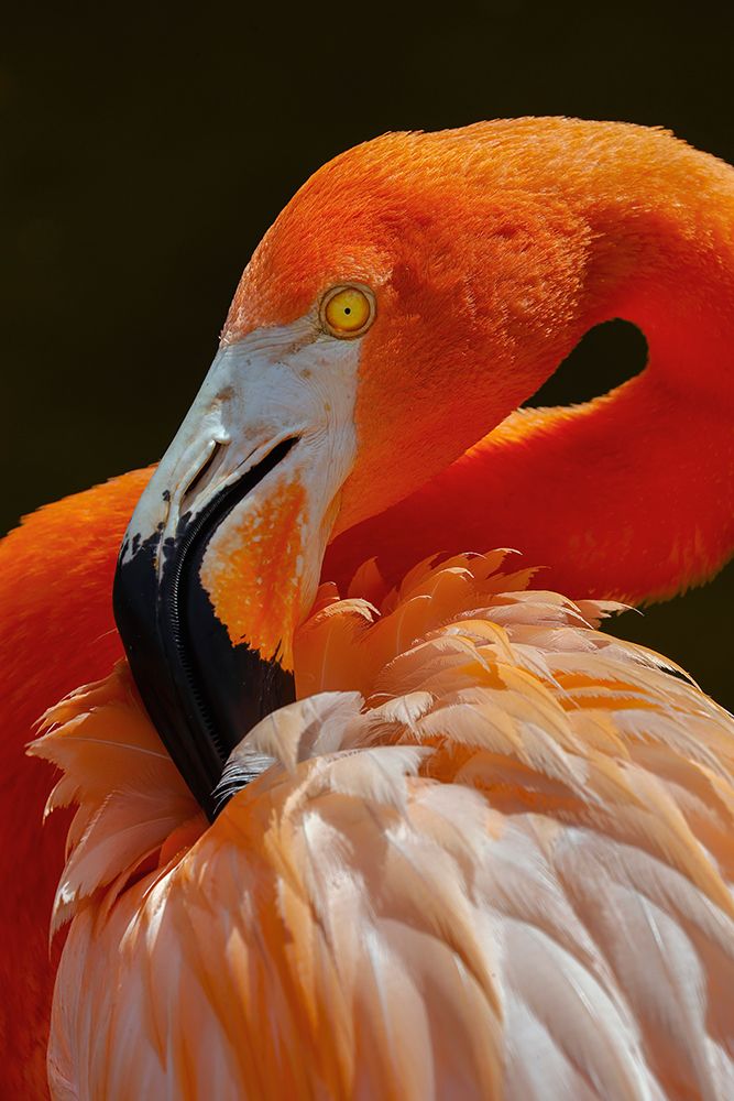 American flamingo art print by Adam Jones for $57.95 CAD