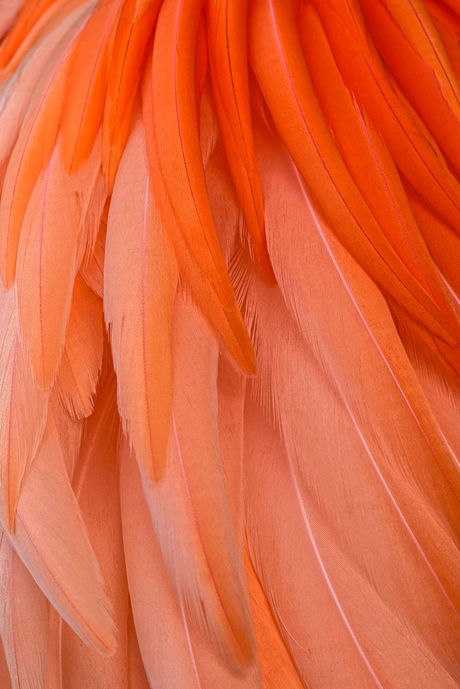 Pattern in pink American flamingo feathers art print by Adam Jones for $57.95 CAD