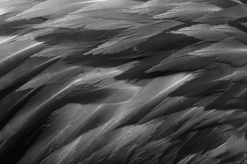 Black and white of pattern in American flamingo feathers art print by Adam Jones for $57.95 CAD