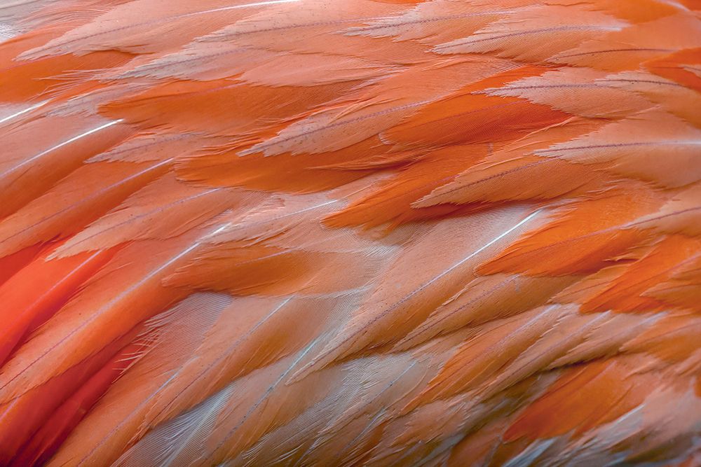 Pattern in pink American flamingo feathers art print by Adam Jones for $57.95 CAD