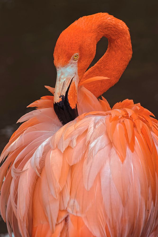 American flamingo preening feathers art print by Adam Jones for $57.95 CAD