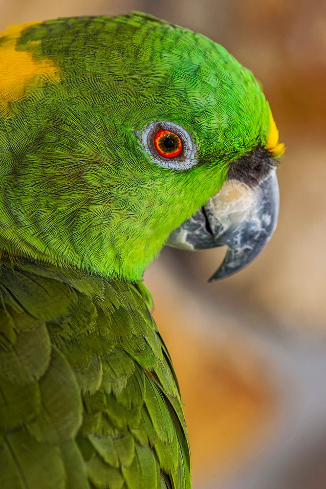 Yellow-napped Amazon parrot portrait art print by Adam Jones for $57.95 CAD