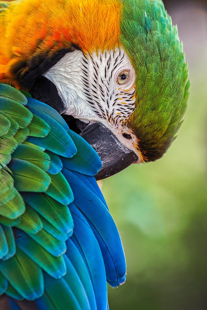 Blue and gold macaw art print by Adam Jones for $57.95 CAD