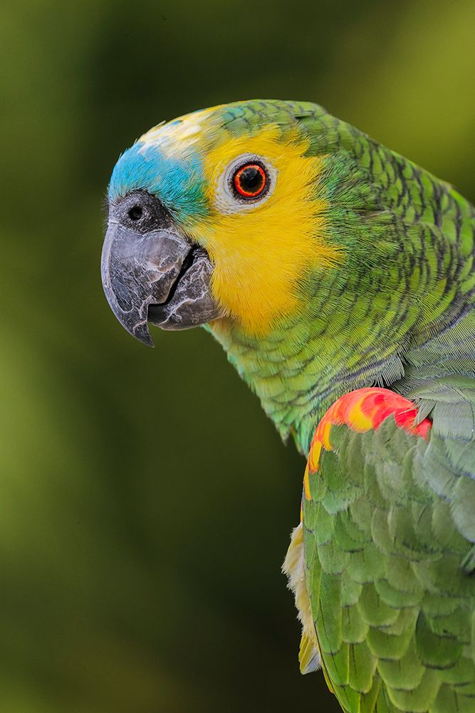 Blue fronted Amazon parrot-native to South America art print by Adam Jones for $57.95 CAD