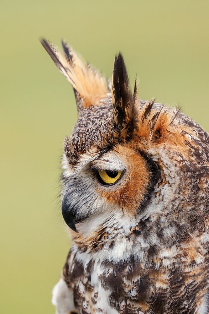 Great horned owl portrait art print by Adam Jones for $57.95 CAD