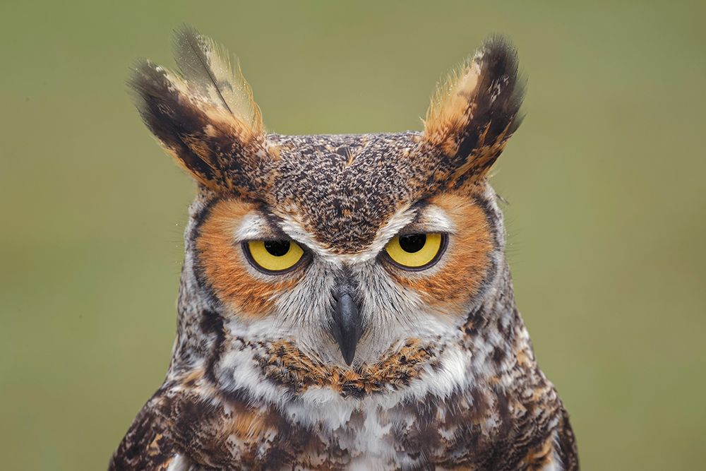 Great horned owl portrait art print by Adam Jones for $57.95 CAD