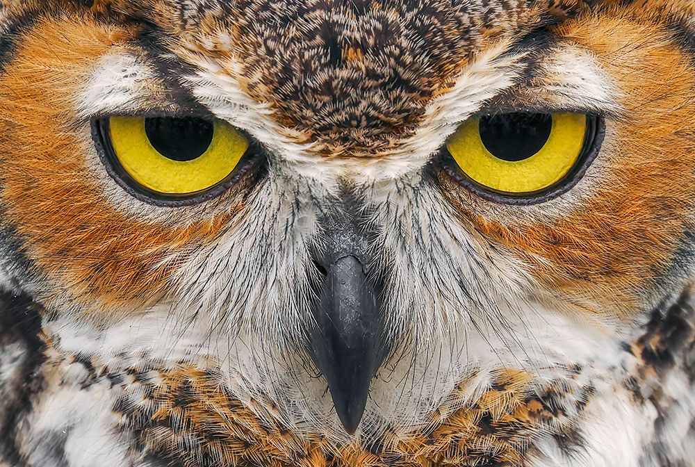 Close-up of Great horned owl art print by Adam Jones for $57.95 CAD