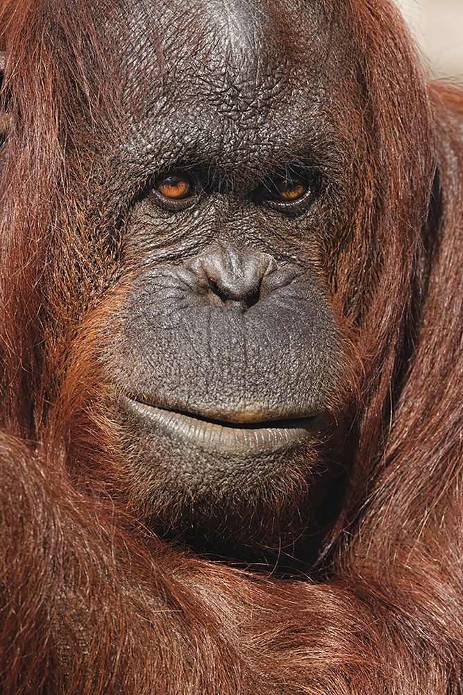 Orangutan-Pongo-native to Borneo and Sumatra art print by Adam Jones for $57.95 CAD
