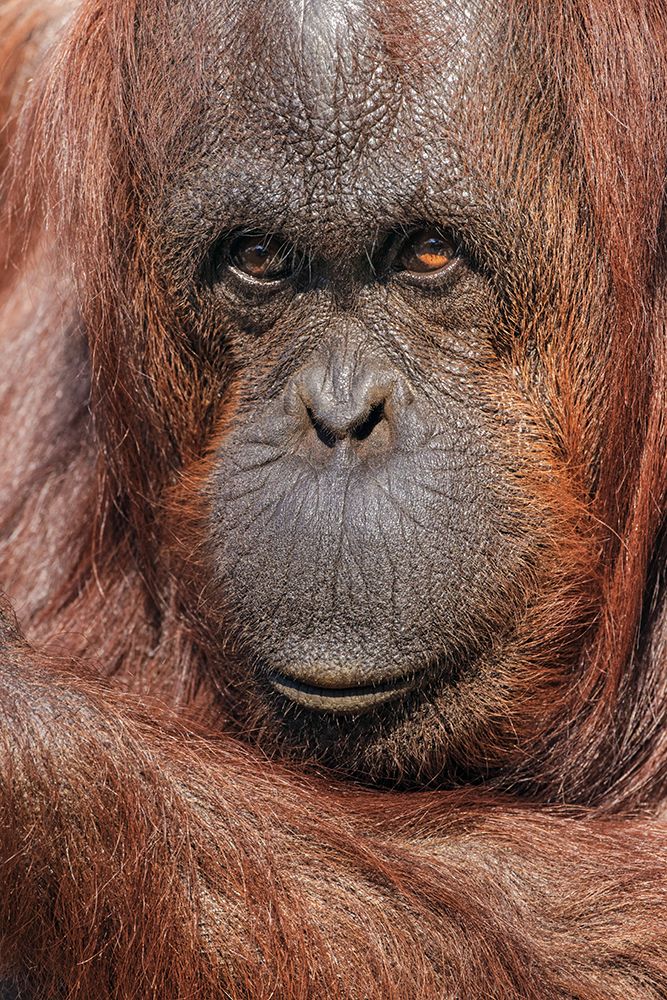 Orangutan-Pongo-native to Borneo and Sumatra art print by Adam Jones for $57.95 CAD