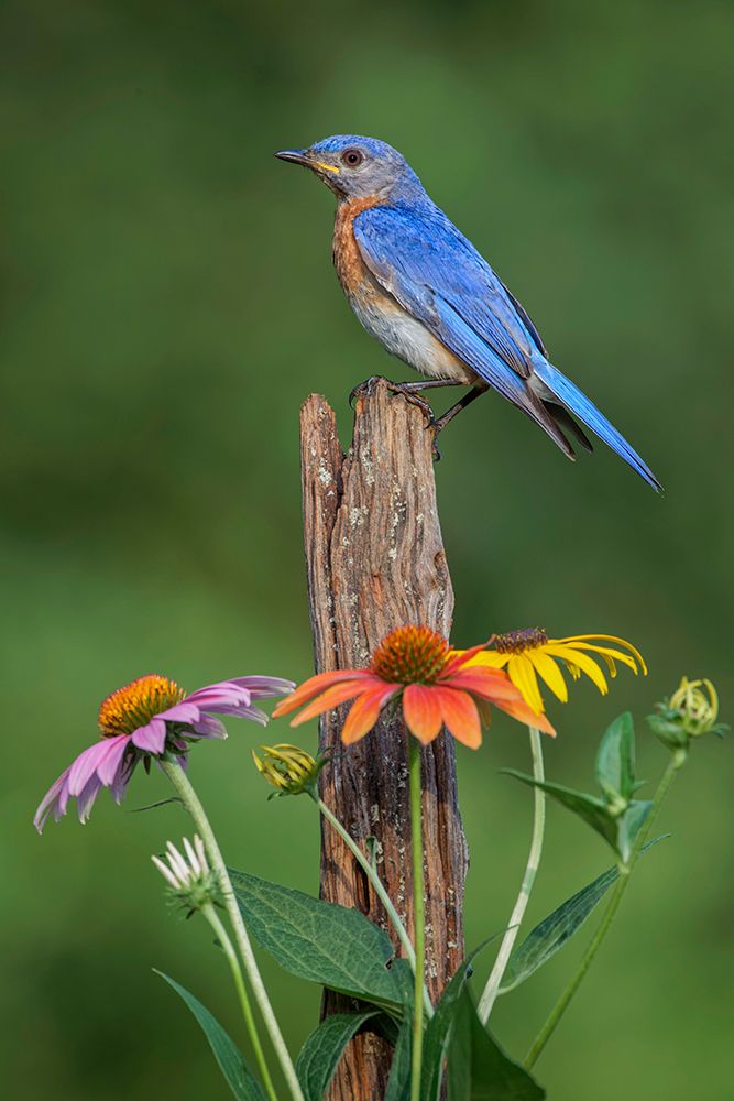 Male Eastern bluebird on old fence post with cone flowers art print by Adam Jones for $57.95 CAD