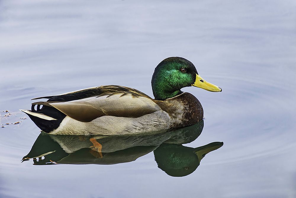 Duck swimming in autumn water art print by Adam Jones for $57.95 CAD