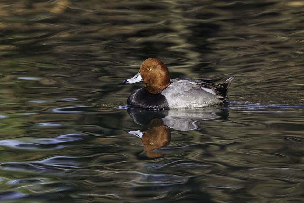 Duck swimming in autumn water art print by Adam Jones for $57.95 CAD