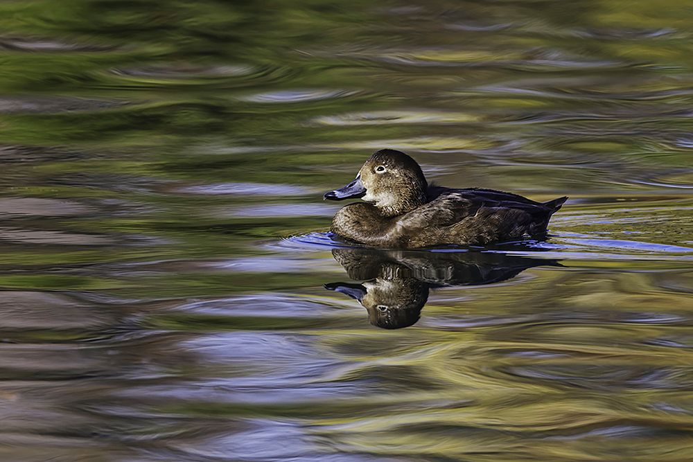 Duck swimming in autumn water art print by Adam Jones for $57.95 CAD