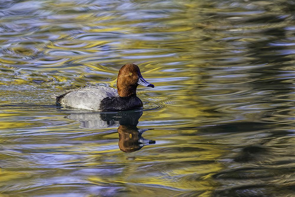 Duck swimming in autumn water art print by Adam Jones for $57.95 CAD
