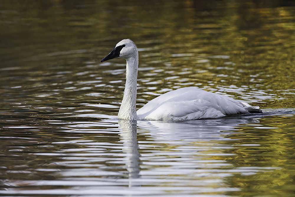 Swan swimming in autumn colored water art print by Adam Jones for $57.95 CAD