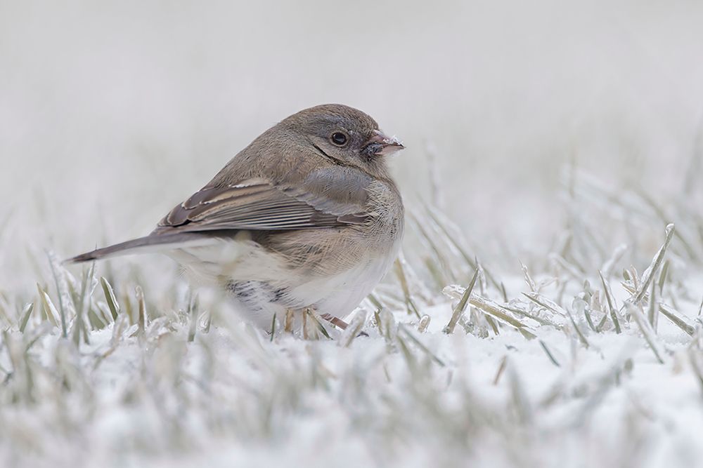 Dark-eyed Junco on the ground in snow art print by Adam Jones for $57.95 CAD