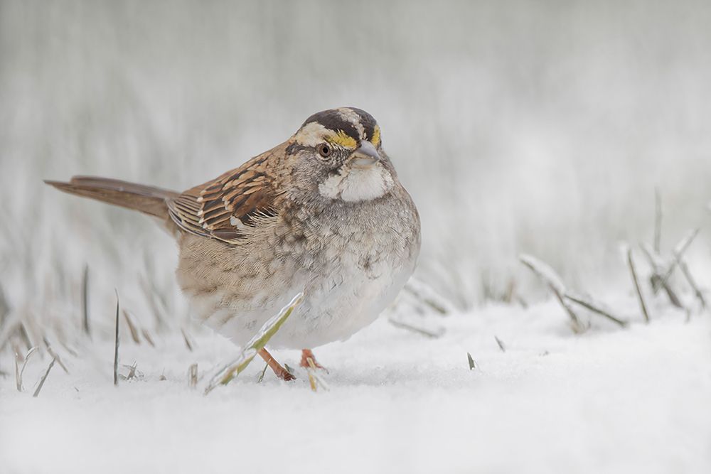 White-throated sparrow on the ground feeding in snow art print by Adam Jones for $57.95 CAD