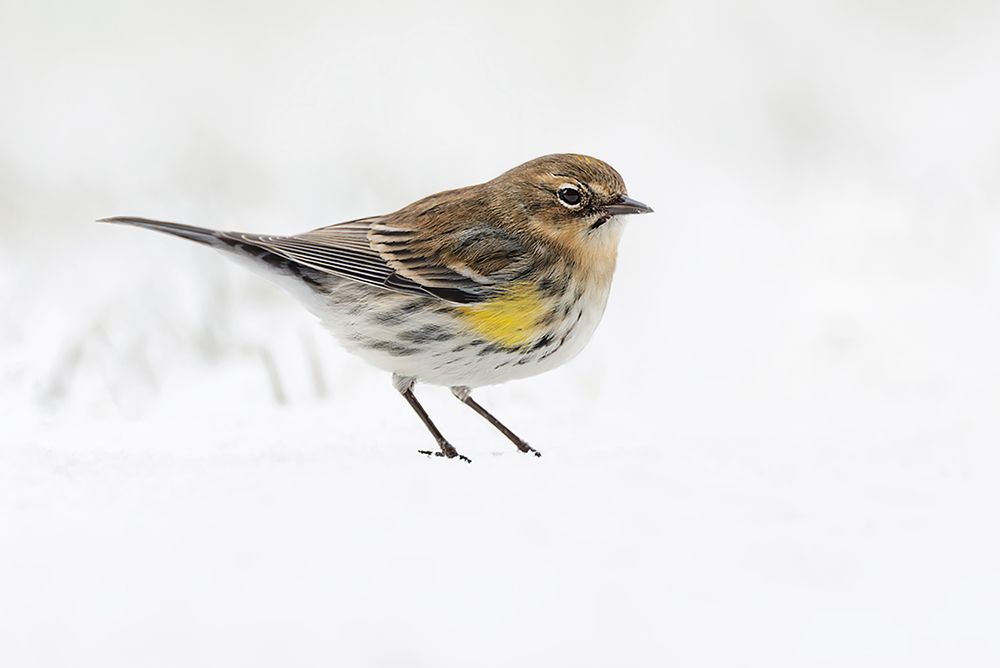 Yellow-rumped warbler on the ground feeding in winter art print by Adam Jones for $57.95 CAD