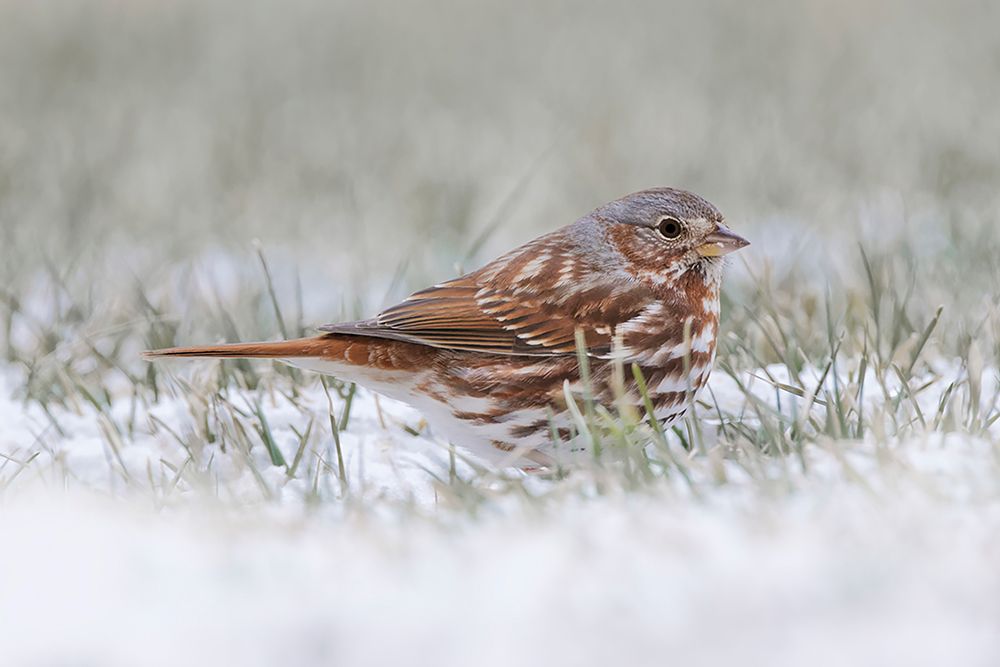 Fox Sparrow on the ground art print by Adam Jones for $57.95 CAD
