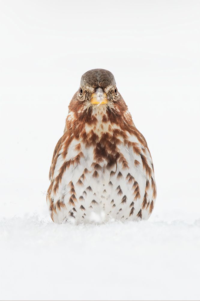 Fox Sparrow foraging in snow art print by Adam Jones for $57.95 CAD