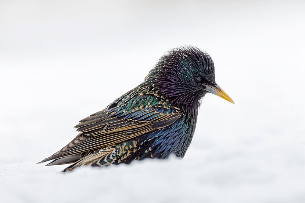 Common starling-foraging in snow-non native US species art print by Adam Jones for $57.95 CAD