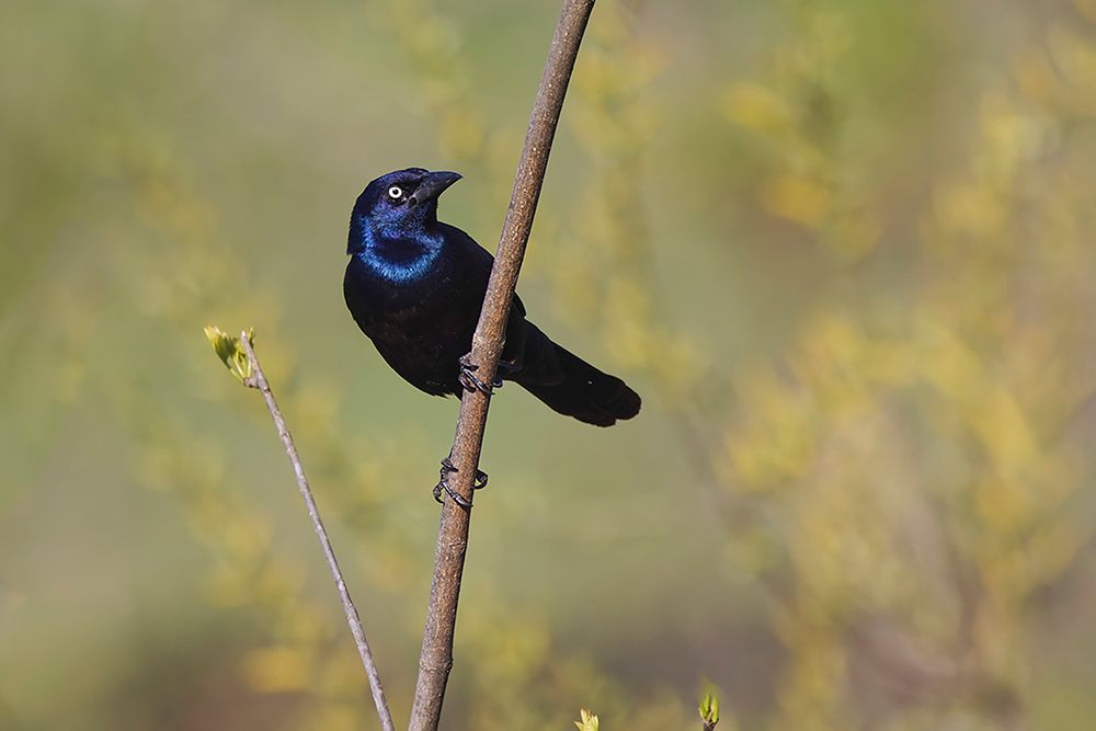 Common grackle art print by Adam Jones for $57.95 CAD