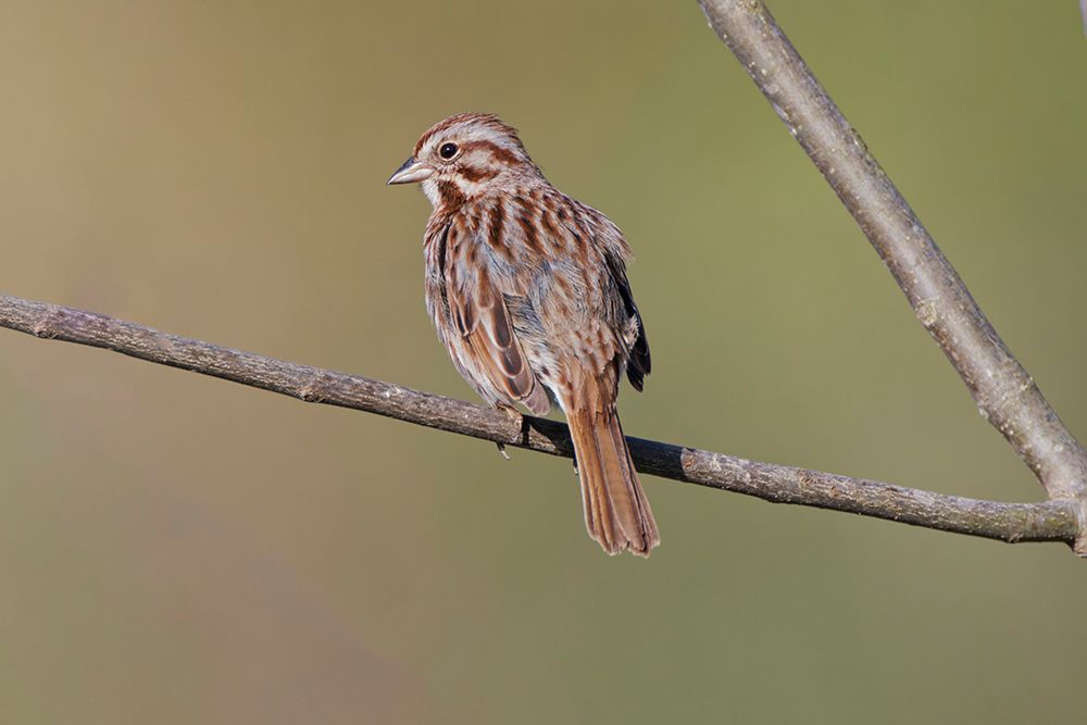 Song sparrow art print by Adam Jones for $57.95 CAD