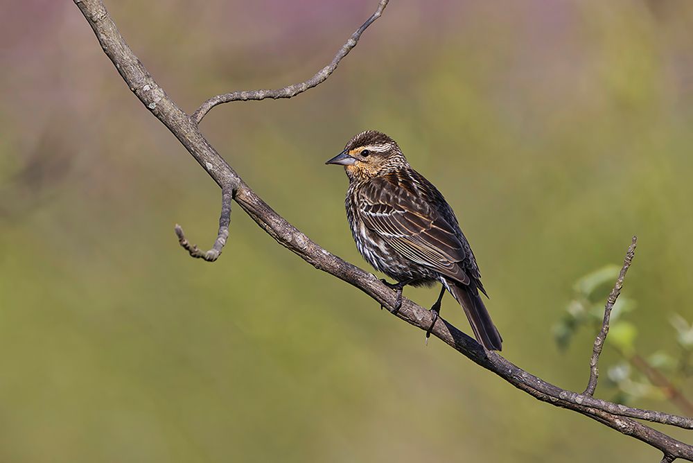 Song sparrow art print by Adam Jones for $57.95 CAD