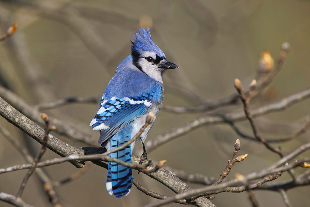 Blue jay art print by Adam Jones for $57.95 CAD