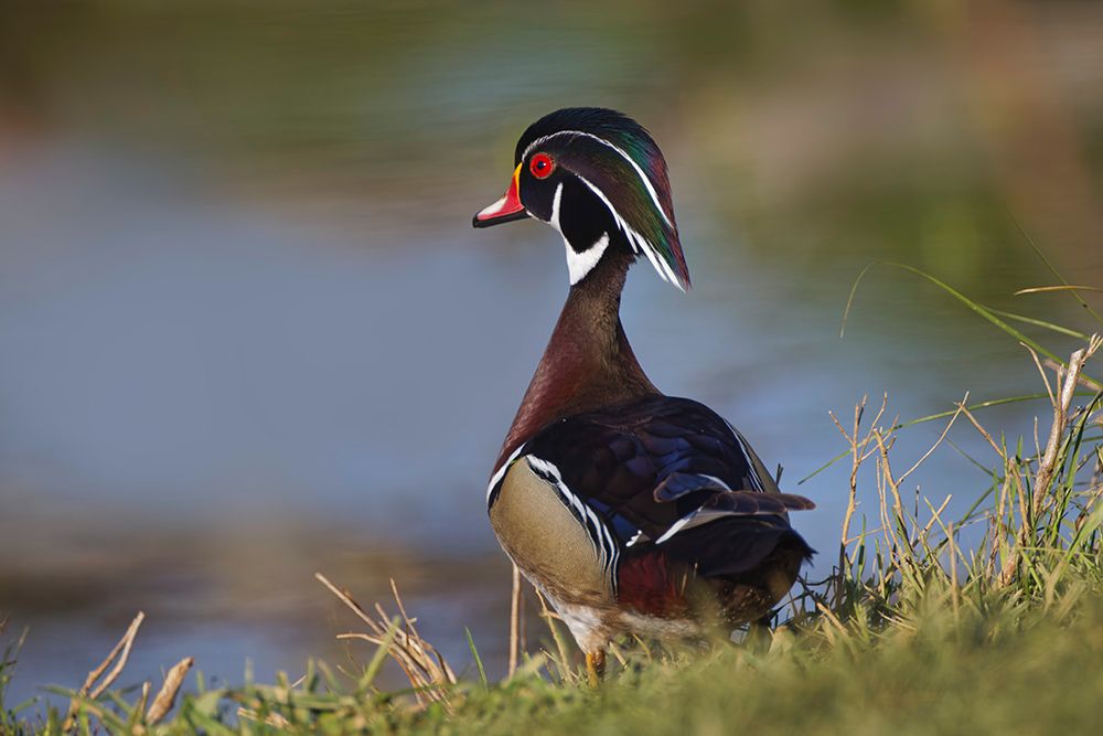 Male wood duck-blue jay art print by Adam Jones for $57.95 CAD
