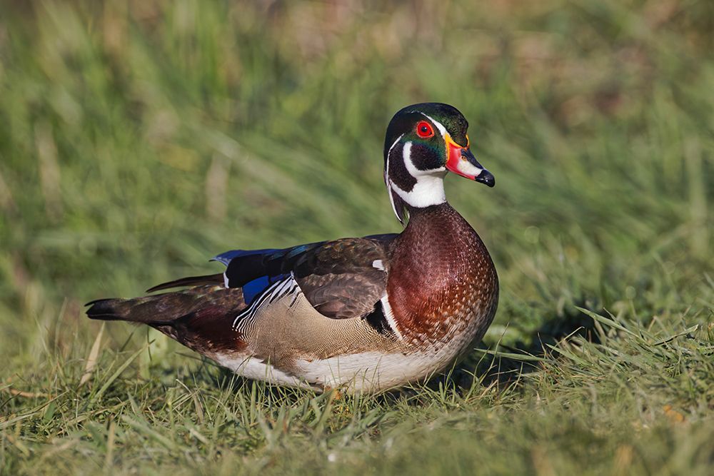 Male wood duck, art print by Adam Jones for $57.95 CAD