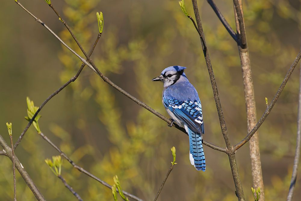 Blue jay art print by Adam Jones for $57.95 CAD
